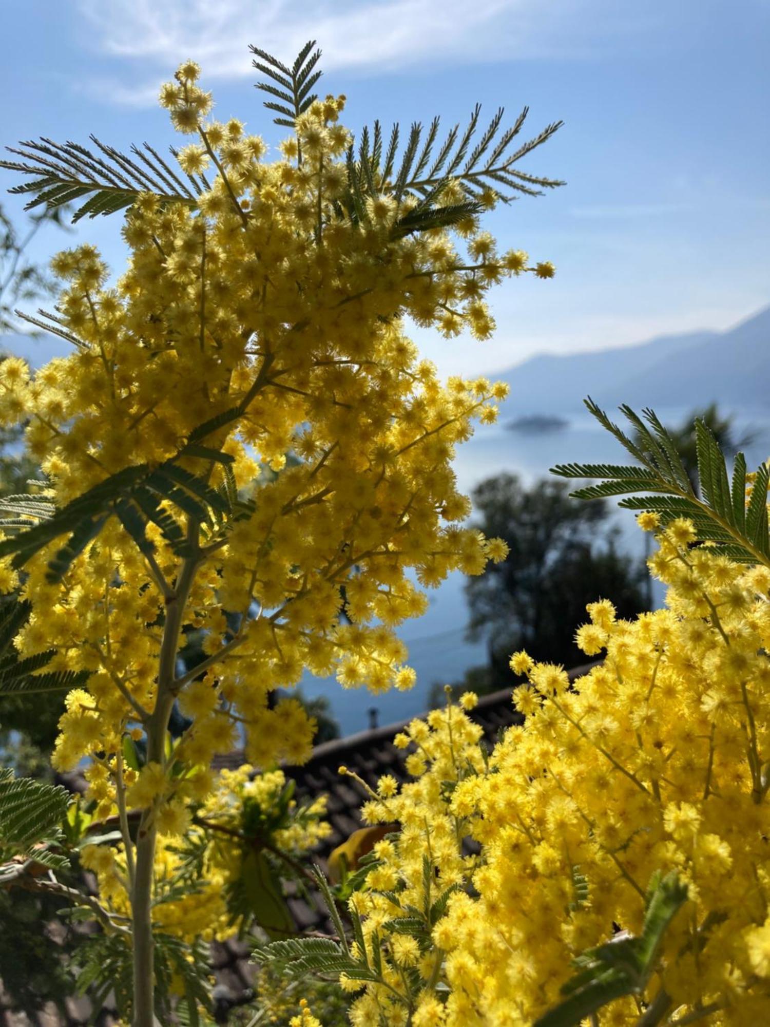 Bnb122 Bed&Breakfast Ascona Exterior foto